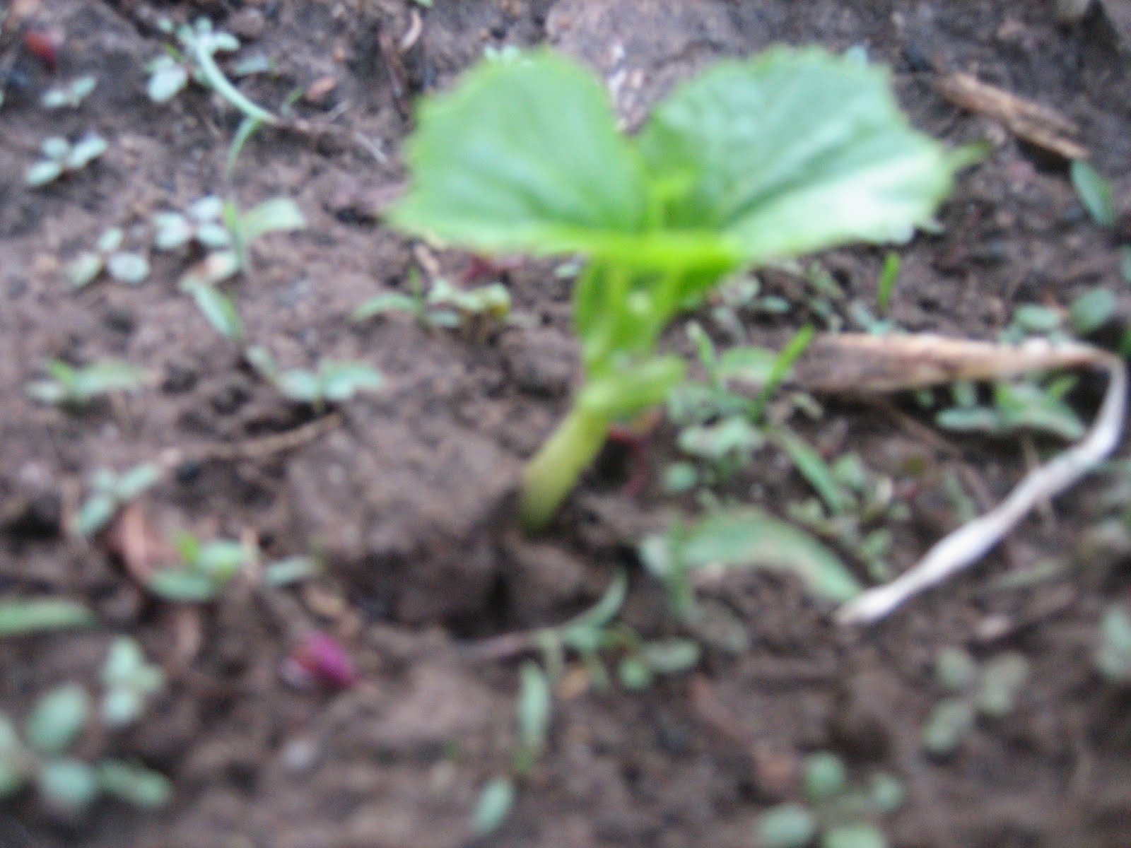An overcrowded chicken farm produces fewer eggs Bitter melon and