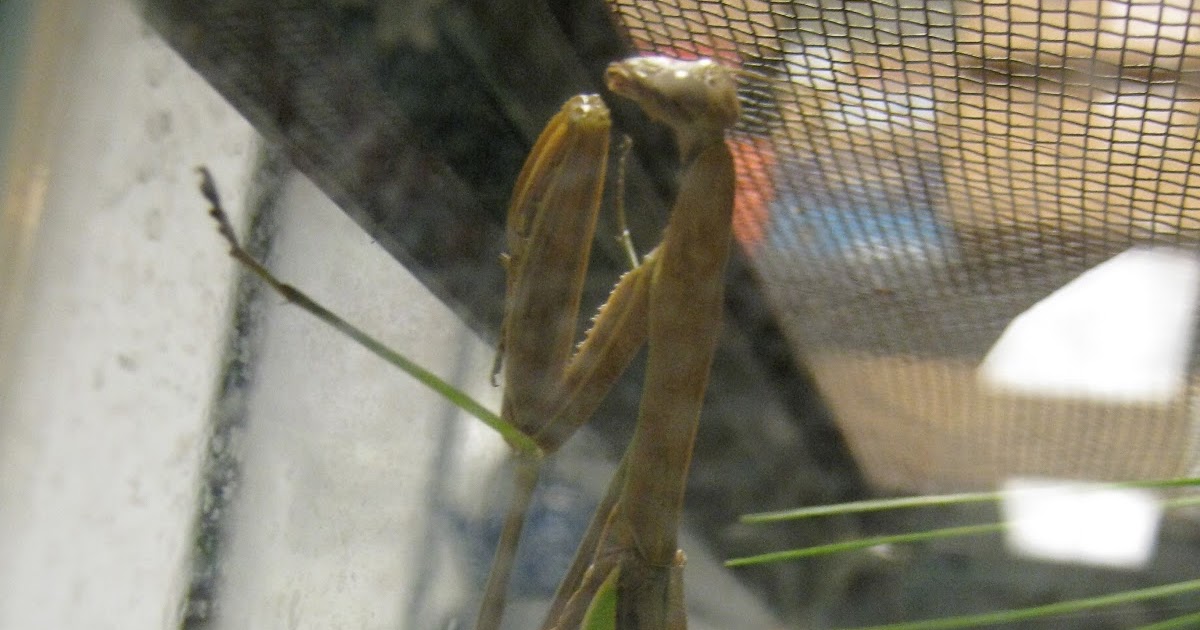 Biophilia Praying Mantis Hatchlings
