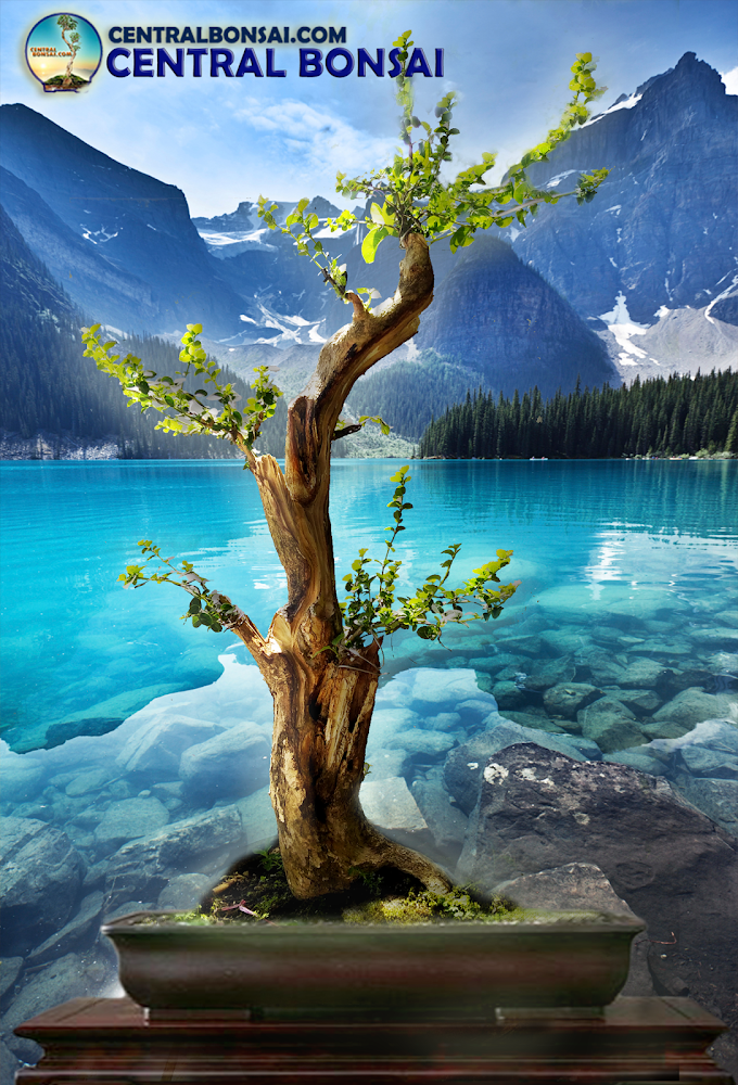 WAKTU MENGGANTI TANAH TANAMAN BONSAI DALAM POT