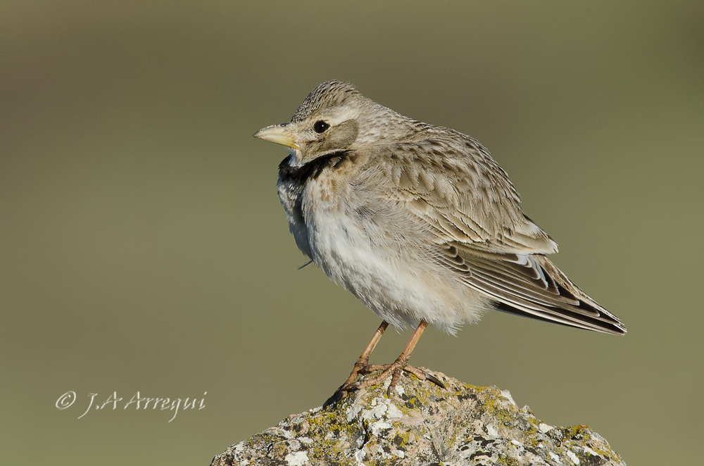 Calandria común, Melanocorypha calandra, Calandra Lark Calandria común, Melanocorypha calandra, Calandra Lark