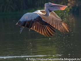 Ranganathittu Birds Pelicon Ranganathittu Birds Pelicon