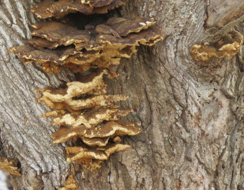 old shelf fungus on a maple tree