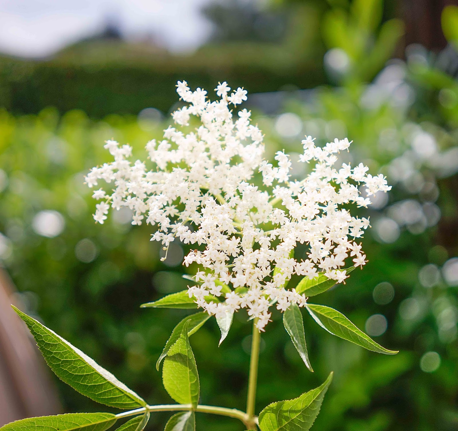 stuttgartcooking: Holunderblüten-Sirup 2015