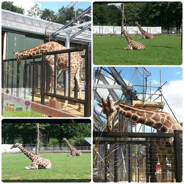 ZSL Whipsnade Zoo - Giraffes ZSL Whipsnade Zoo - Giraffes