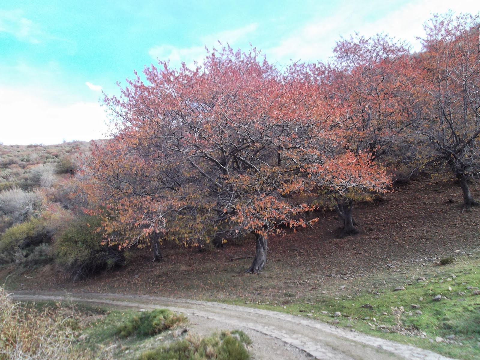 Senderistadelaloma Ruta del Bosque Encantado (Granada) Dehesa del Camarate