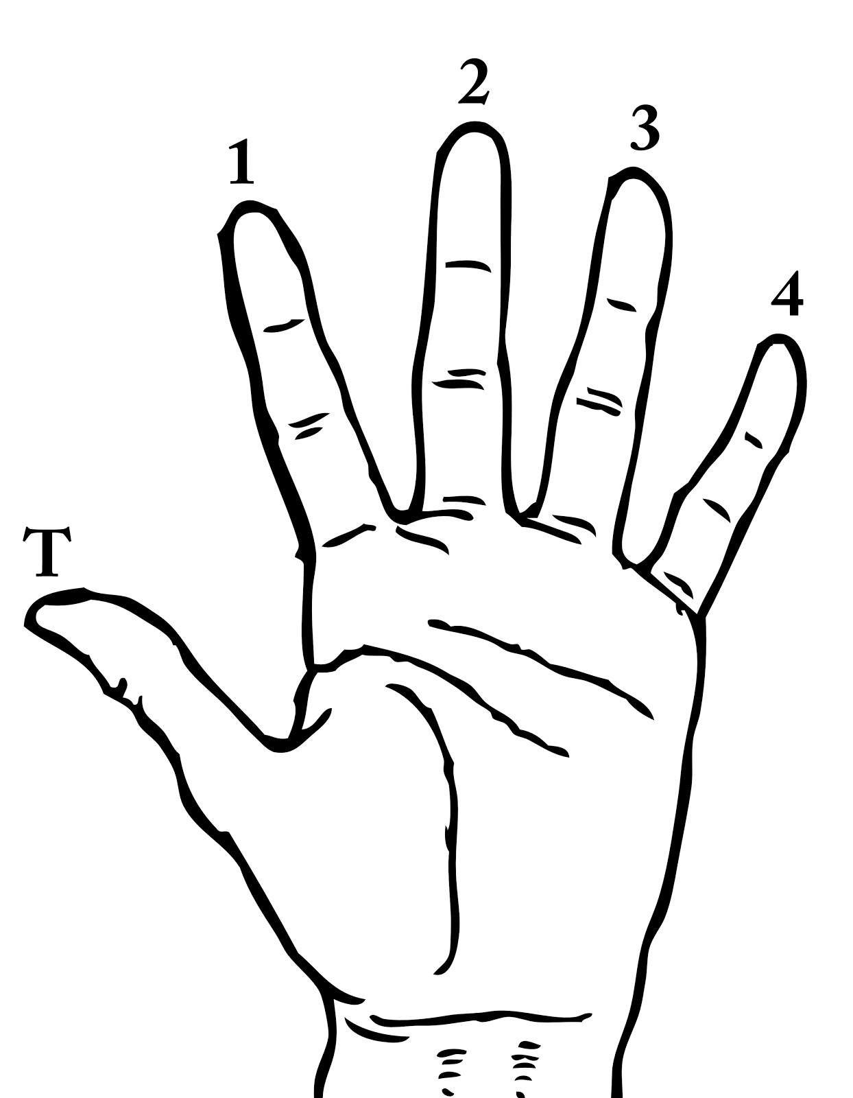 длина члена длина пальцев руки фото 22