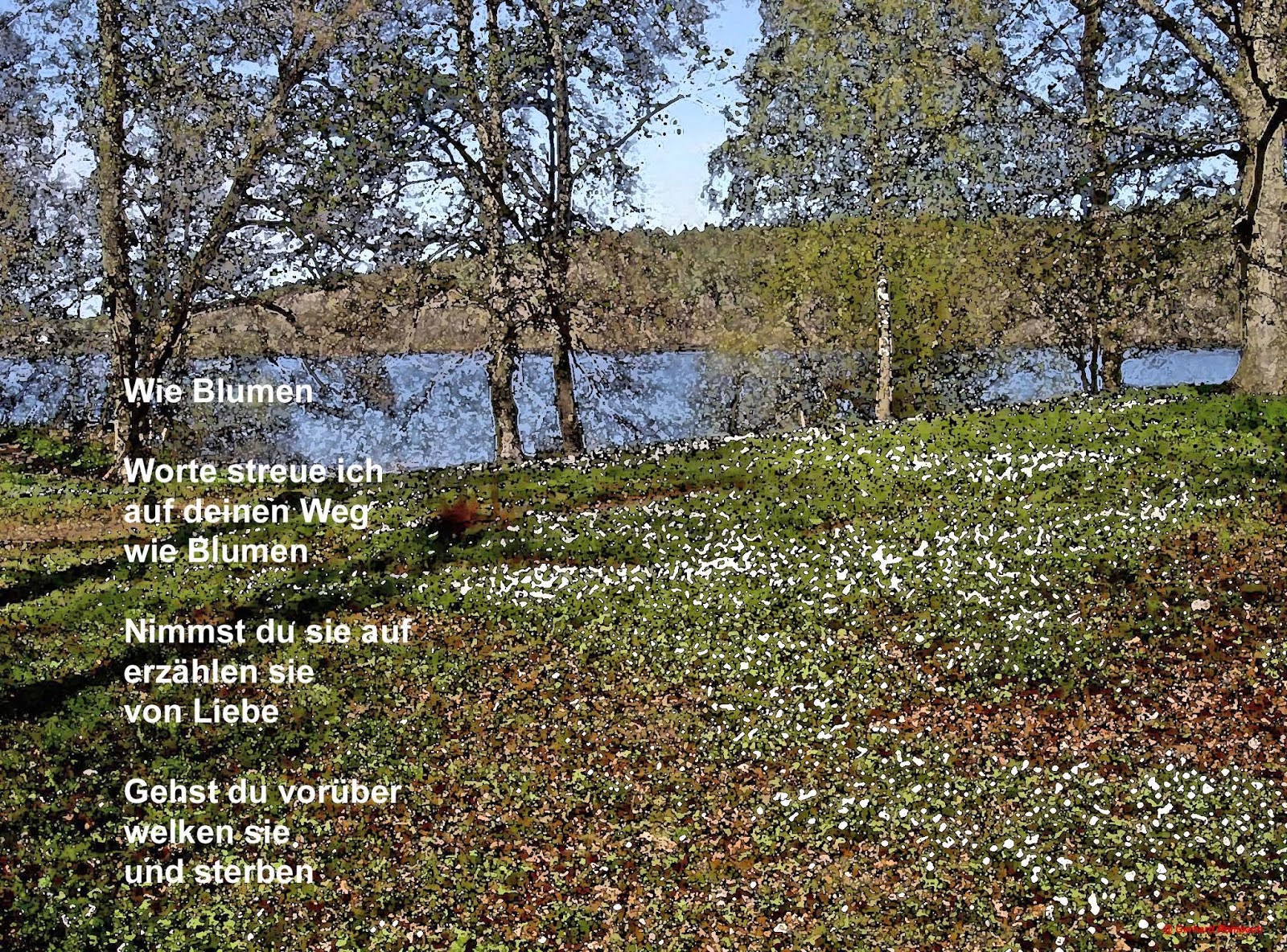 Gerhards Blog: Wie Blumen