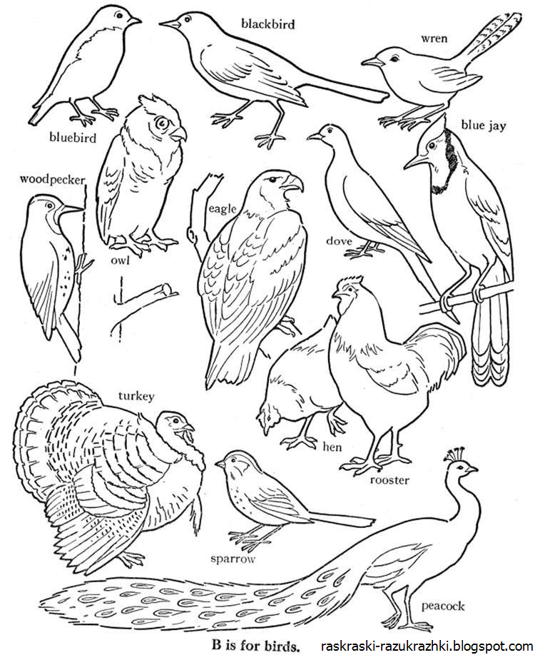 Перелетные Птицы Картинки Для Детей Раскраски