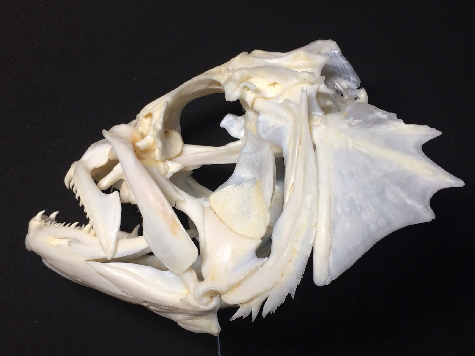 Glen's Fishing Adventures Preserving fish teeth and skulls 10