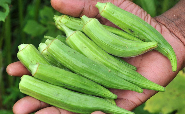 okra remedies diabetes high cholesterol