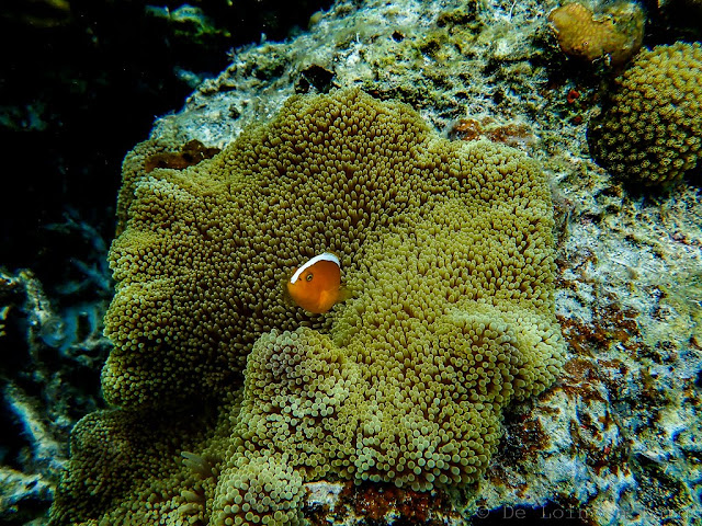 Coral Garden-Coron-Philippines 