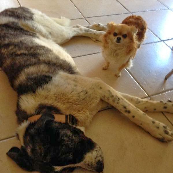 NEUE HUNDE IN FRANKREICH ADOPTIERT