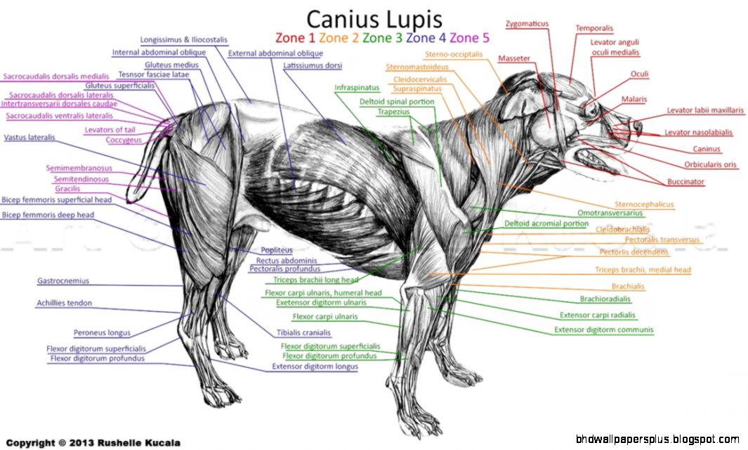 Dog Muscle Anatomy by TheDragonofDoom on DeviantArt