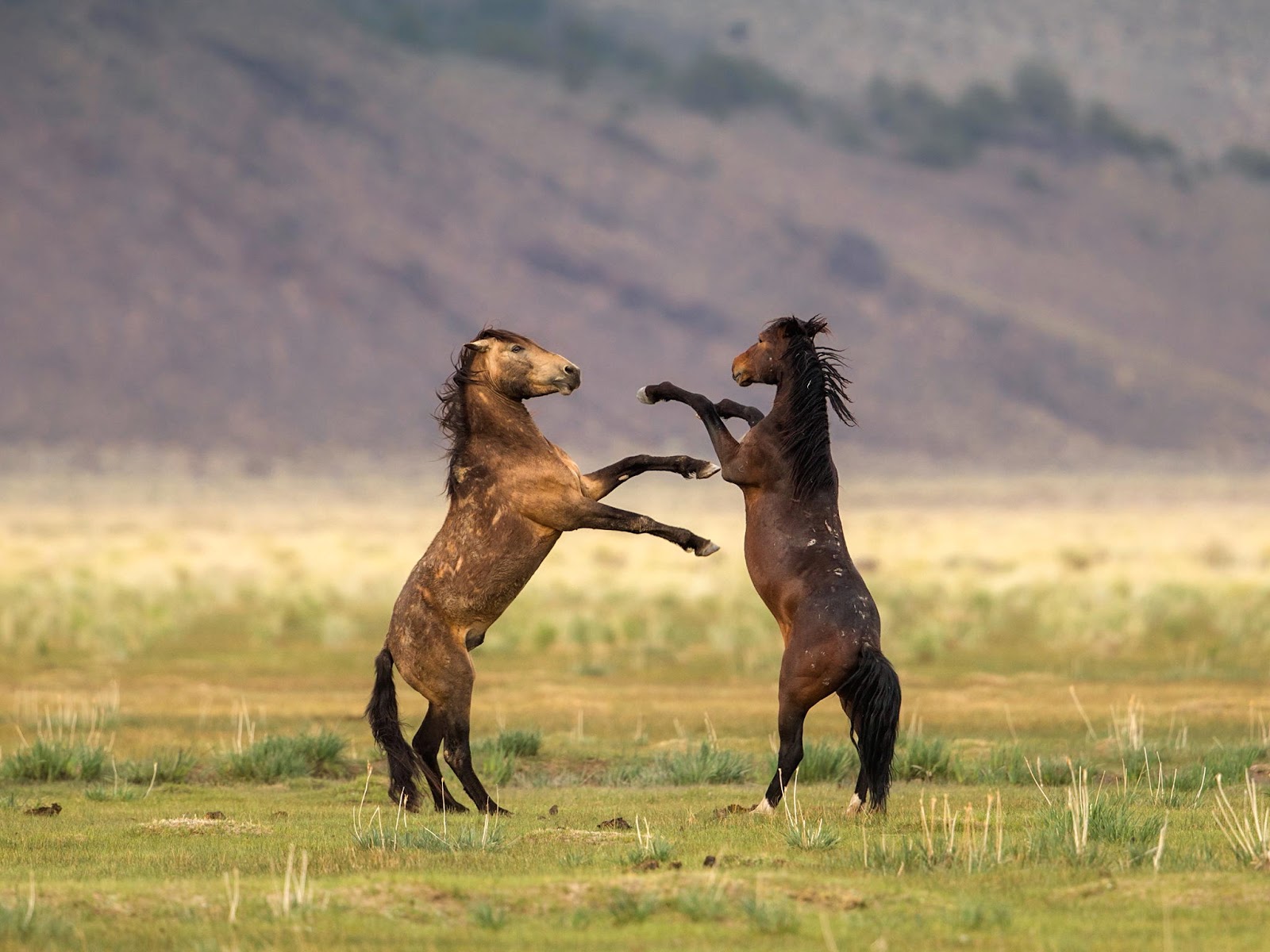 Banco de Imágenes Gratis: 28 fotos de caballos en paisajes fascinantes