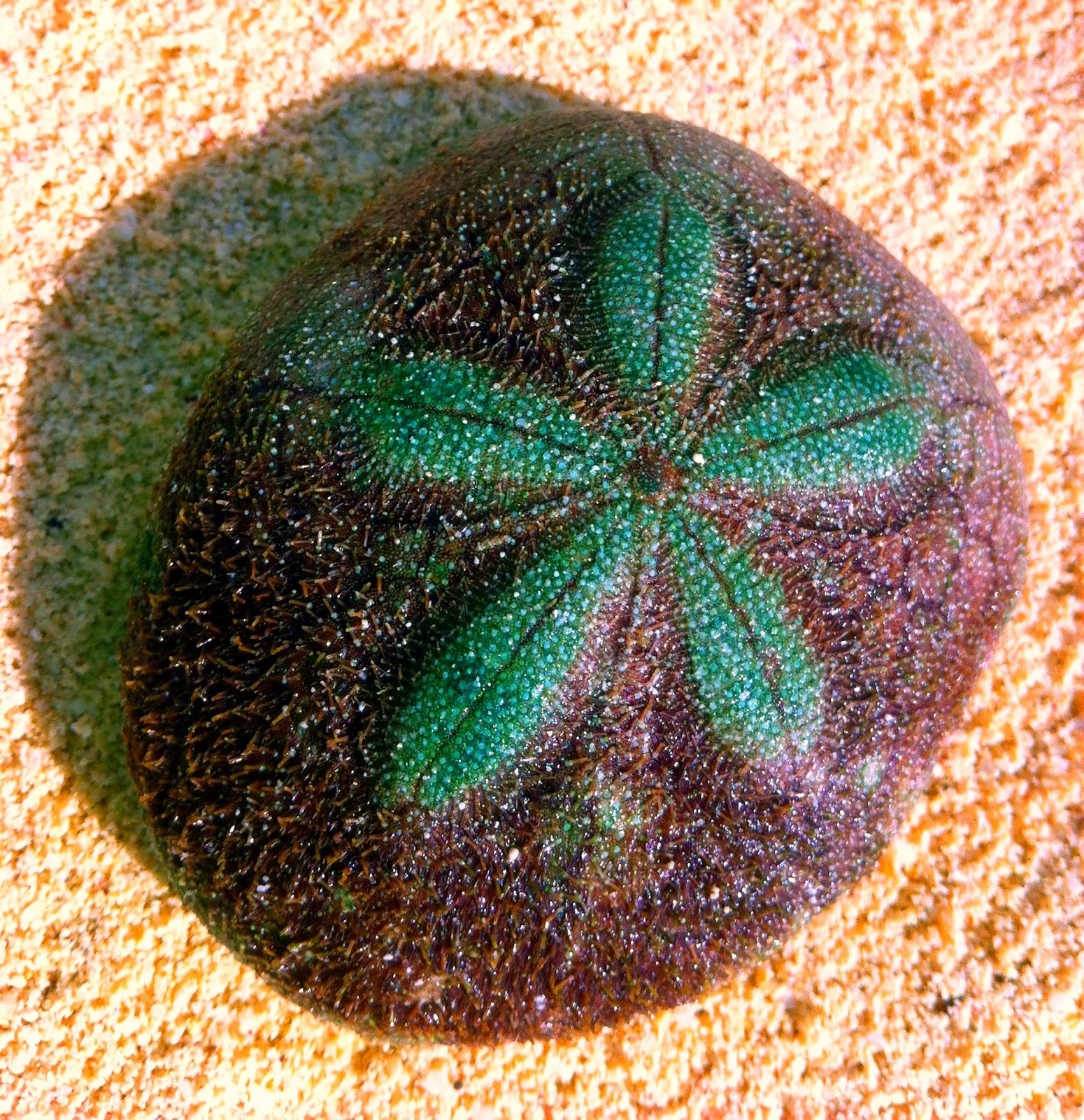 s/v Perry Happy St. Patrick's Day