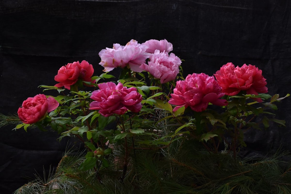 牡丹花是華人社會被認為是代表富貴吉祥的花,也是最難種植的「百花王」。 牡丹花是華人社會被認為是代表富貴吉祥的花,也是最難種植的「百花王」。