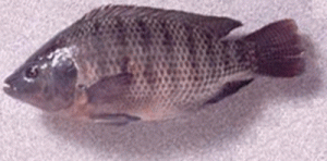 Budidaya Ikan Mujair | BUDIDAYAKU