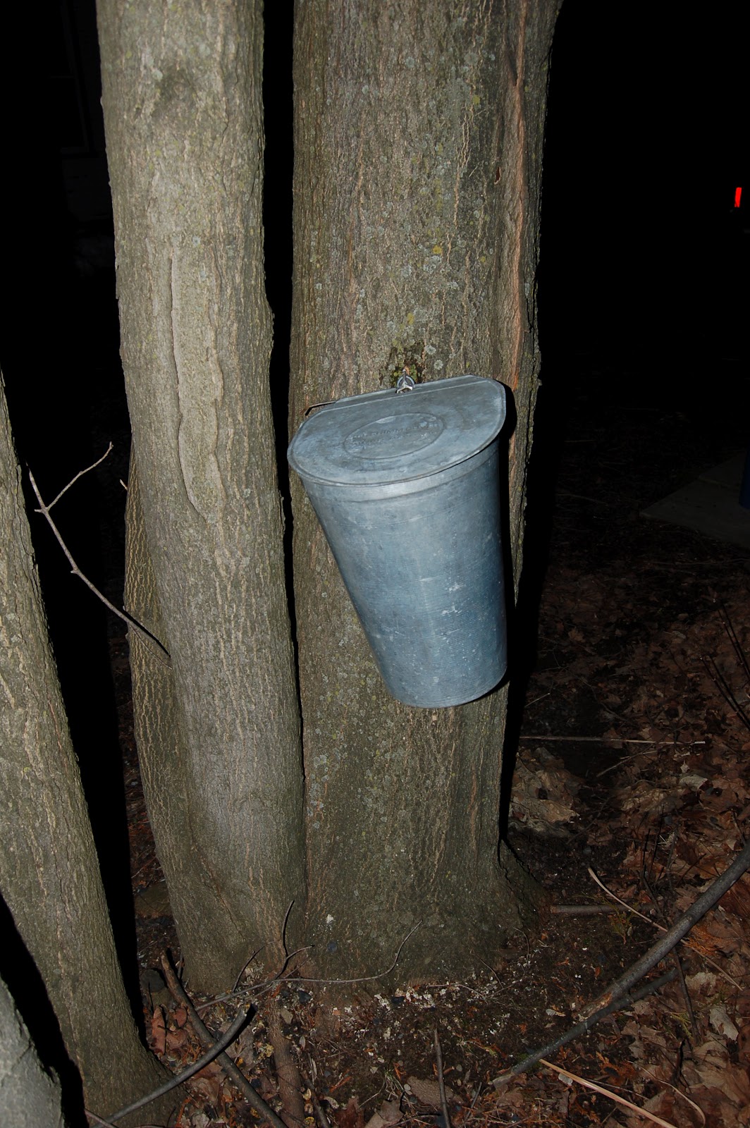 Combien D Eau D érable Pour 1 Gallon De Sirop 3 Jardins au Québec: Pas besoin d'avoir une cabane à sucre pour produire  son propre sirop d'érable !