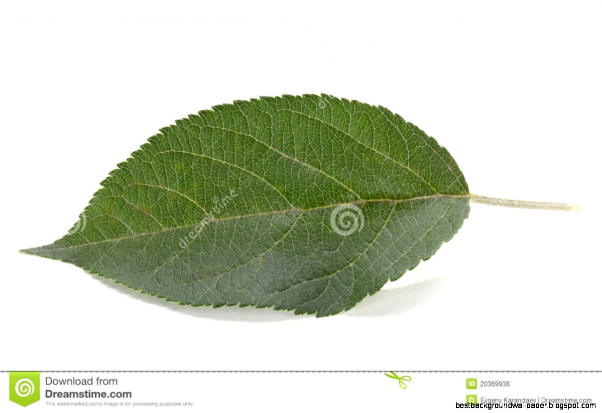 Apple Leaf