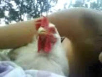 Caterina gallina salvata fa le fusa mentre si prende tutte le coccole al parco :)