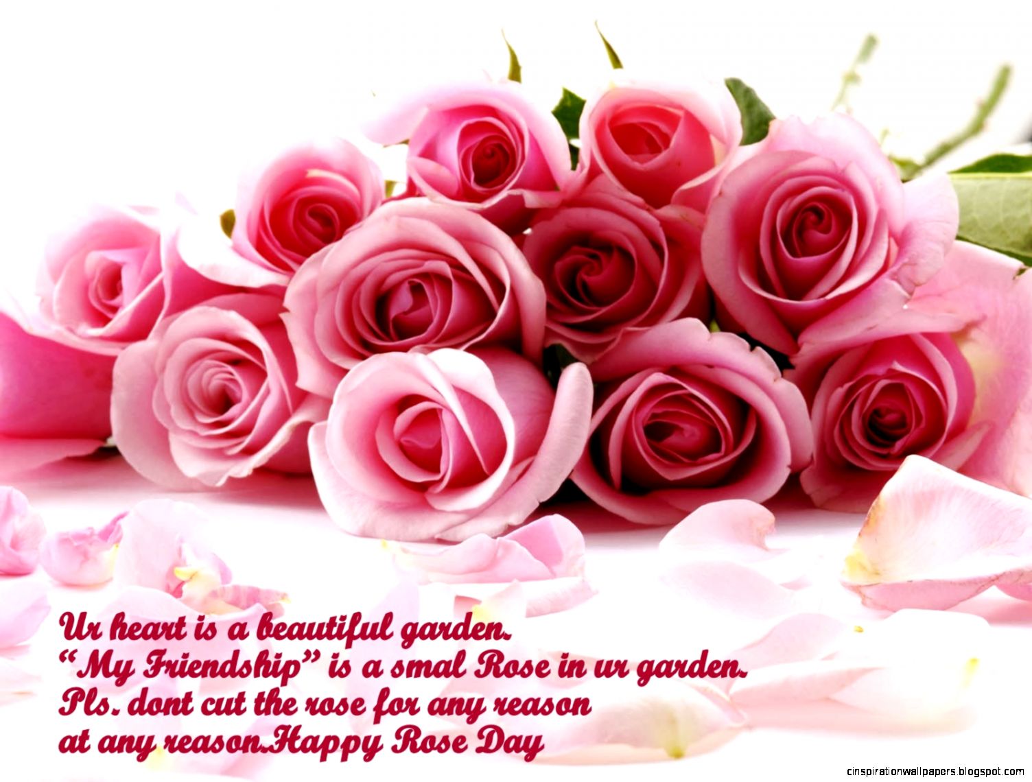 Valentines Day Roses