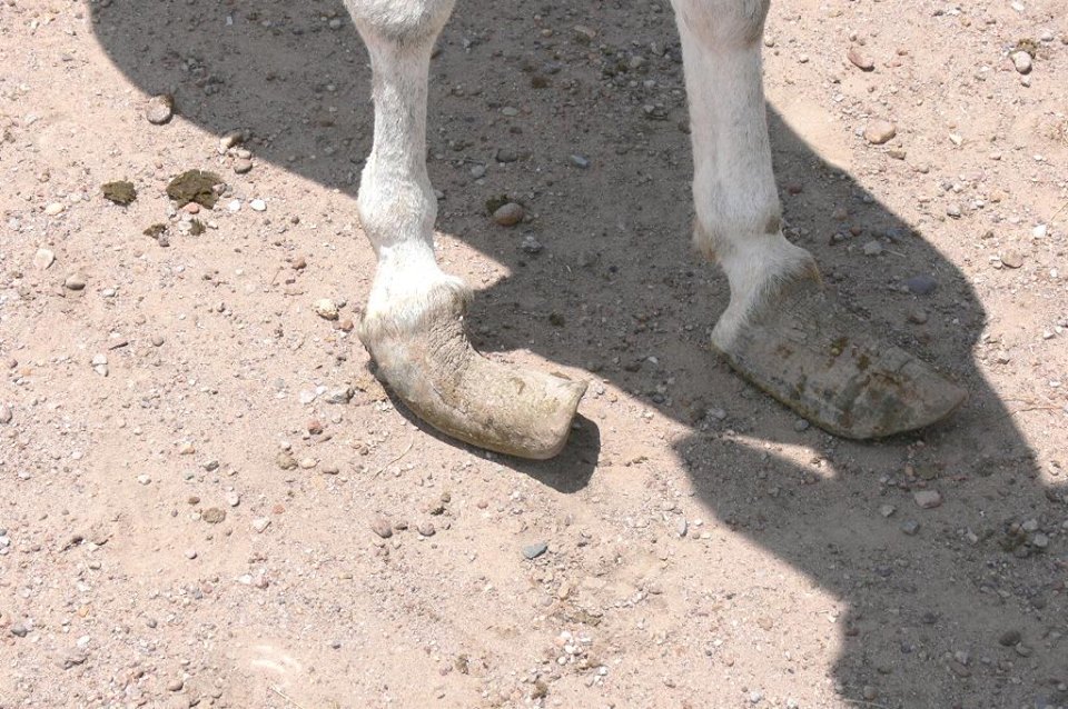 foghorn farm donkey training no that is not normal in donkeys