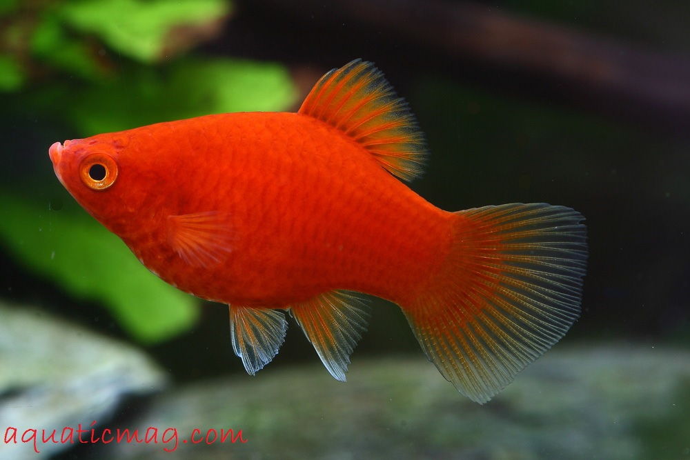 Gambar Ikan Hias Platy Profil Cara Merawatnya