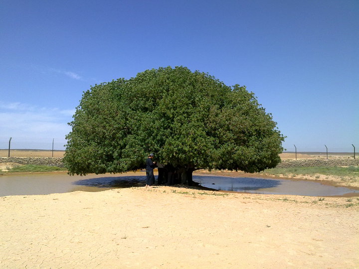 mother nature Tree of Life Sahabi tree Desert Jordan