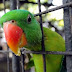 Esposa descobre traição do marido por causa de papagaio fofoqueiro