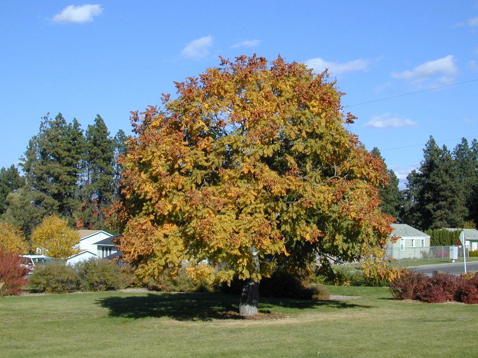 Trees of Santa Cruz County Koelreuteria paniculata Golden Raintree