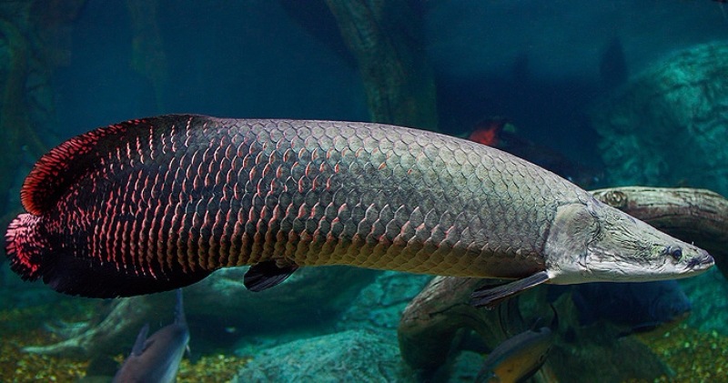 Gallery Ikan Hias Aceh 11 Ikan Purba Yang Masih Hidup Sampai