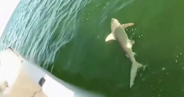 ΤΡΟΜΕΡΟ! Θαλάσσιο… τέρας καταπίνει ολόκληρο καρχαρία!