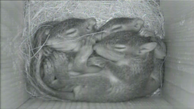  Live Today - Baby Squirrels in Nest Box! 