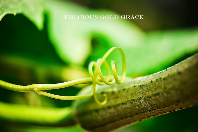 raw-image