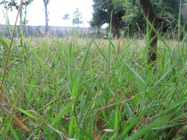 Berbagai Kegunaan Rumput
