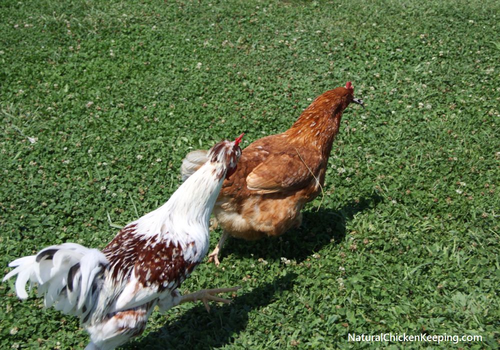 Natural Chicken Keeping How to Eat a Lizard