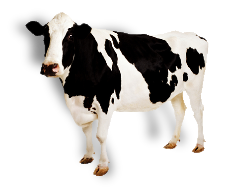 Transparent Background Cow Png Hd Alessiasemenzin
