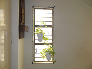 design window with plants