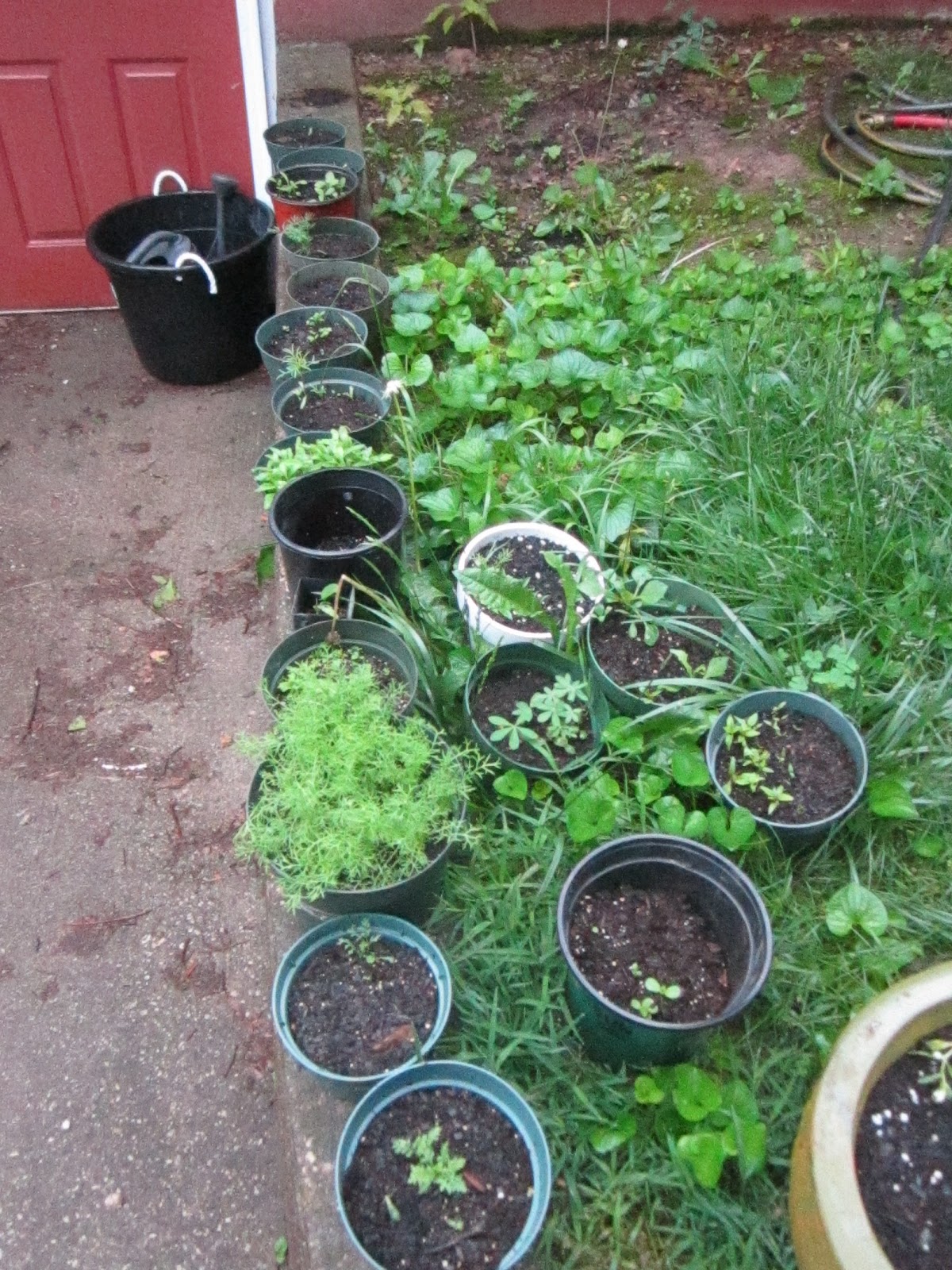 Kaizen Gardens Starting Flowers & Herbs by Seed