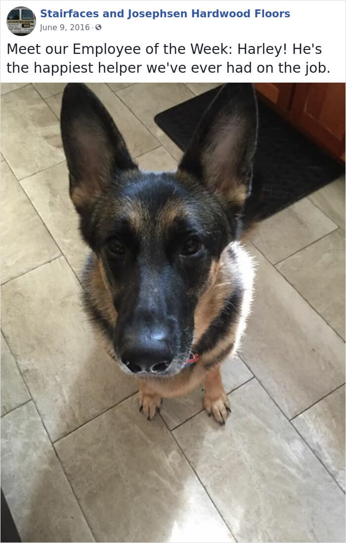 30 Hilarious Dogs That Were The ‘Employees Of The Week’ 30 Hilarious Dogs That Were The ‘Employees Of The Week’