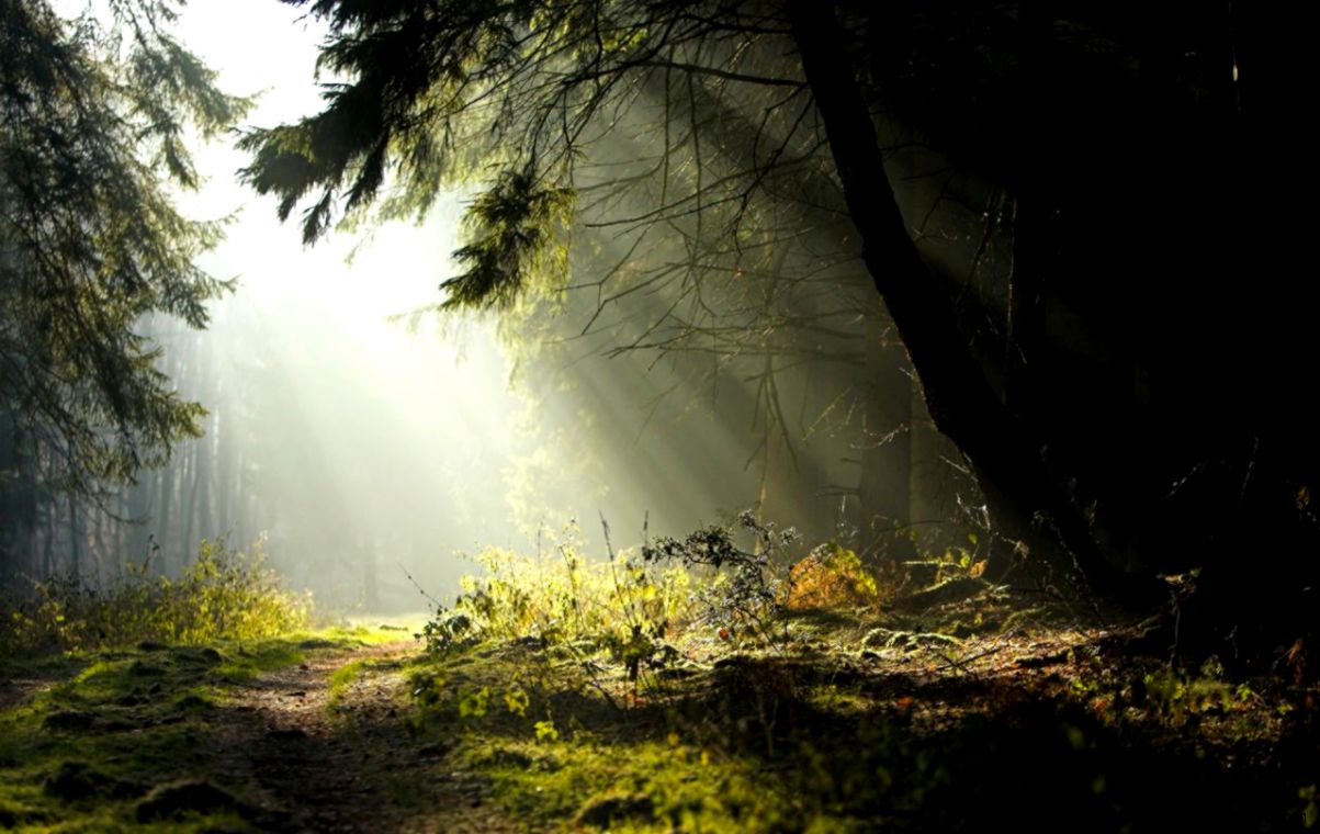 Sun Rays Forest Wallpaper