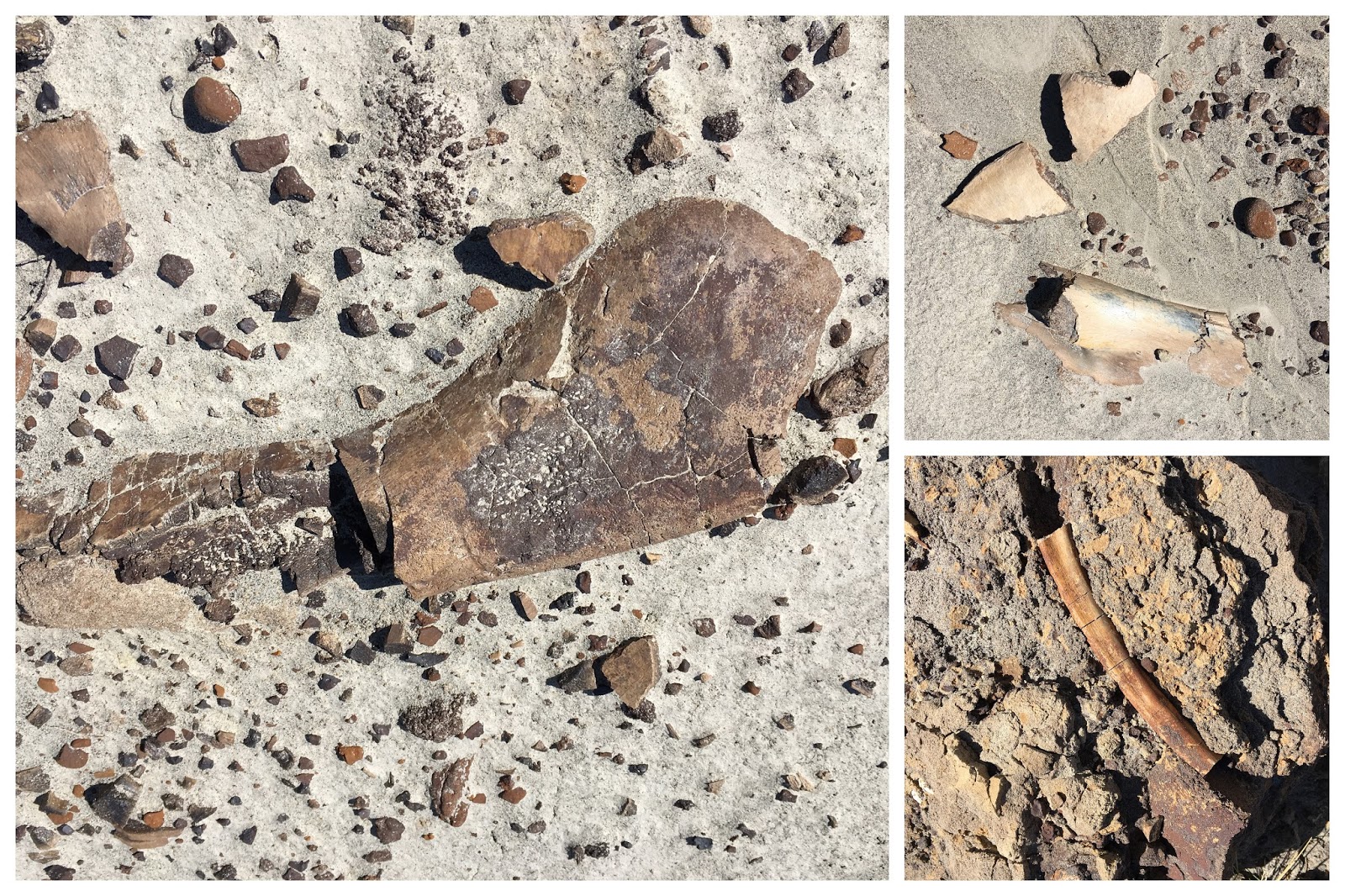 Family Adventures in the Canadian Rockies Fossil Hunting in Dinosaur