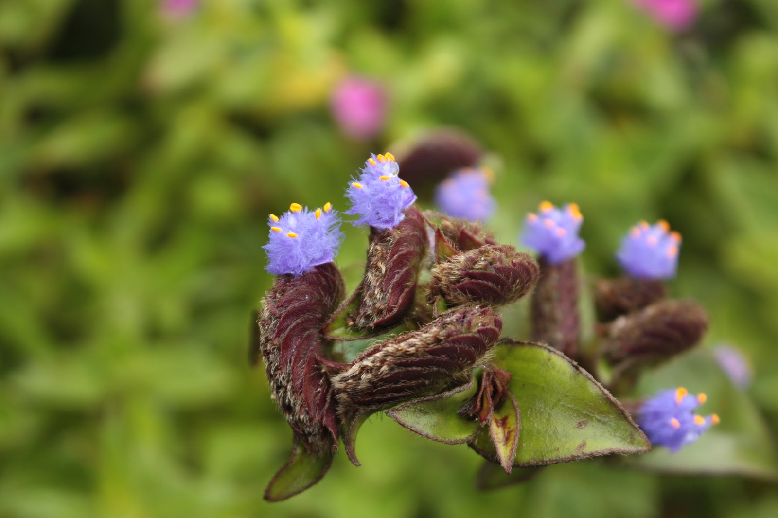 Simz Corner Valley of Flowers, Pune Warriors and Aamby Valley City!