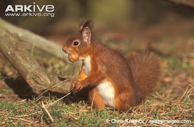 Eurasian red Squirrel