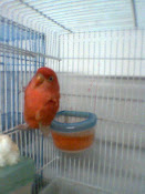 red lovebird