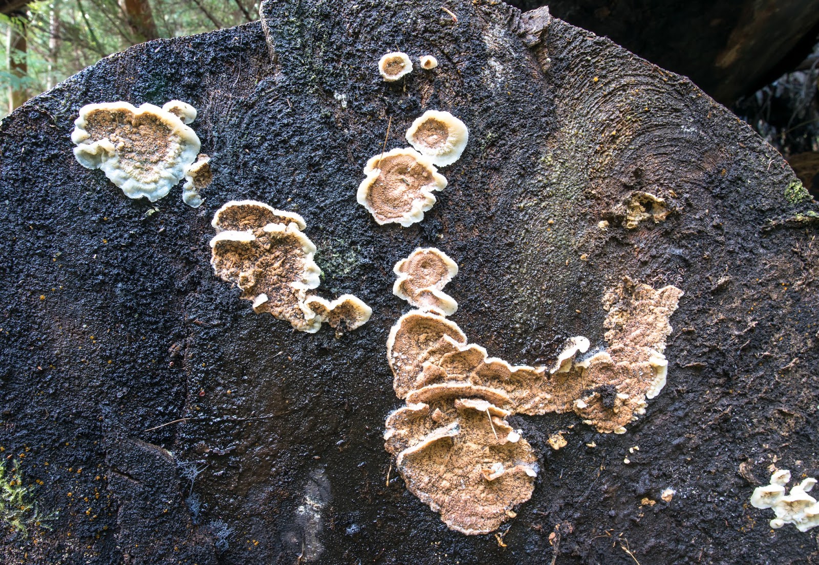The 3 Foragers Foraging for Wild, Natural, Organic Food Wild