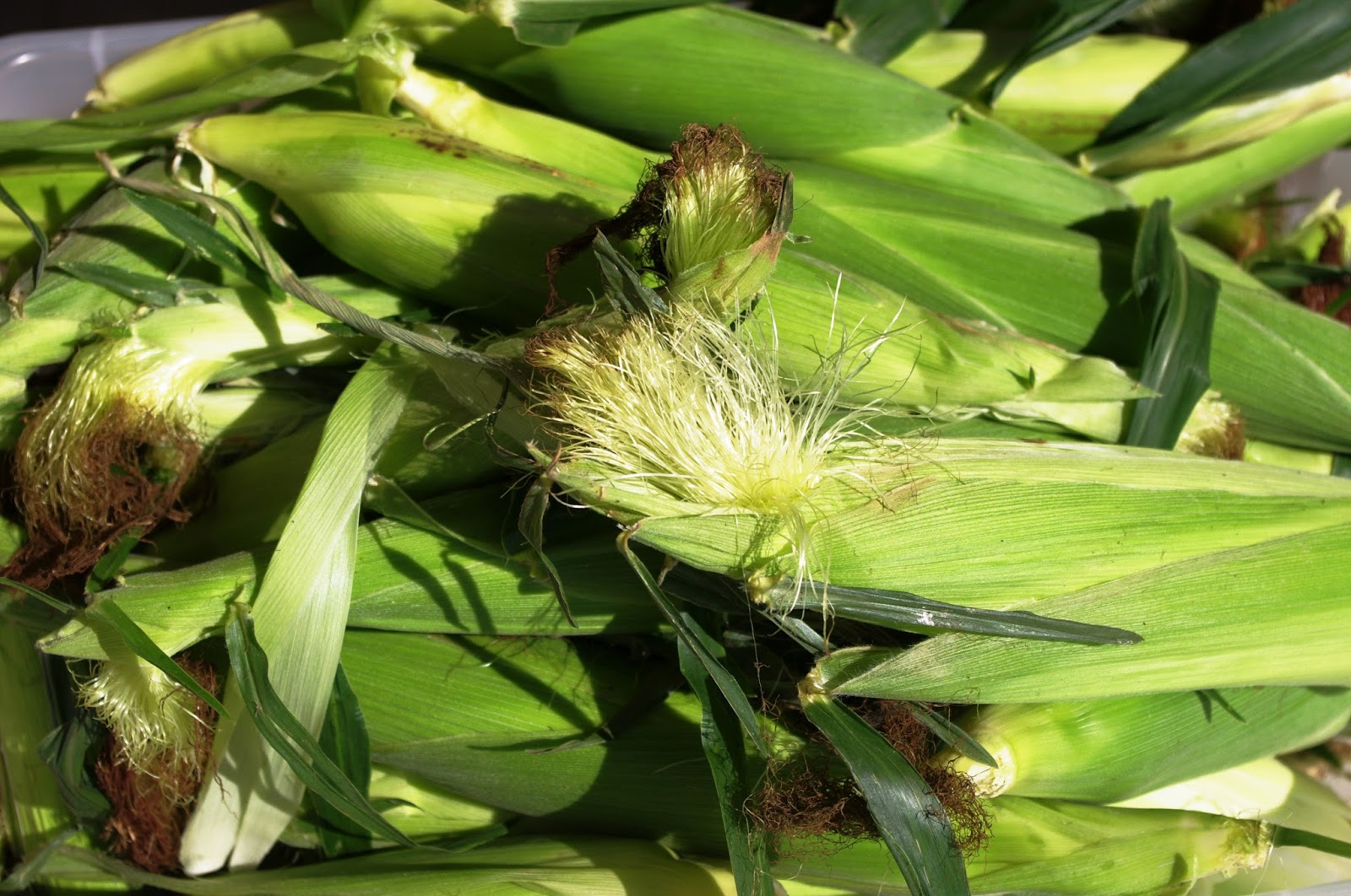 Husking Corn and Feeling Prepared Robin Kramer Writes