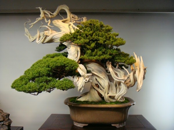 Magnificent bonsai types