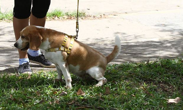 Lei obriga donos a limpar fezes de seus cães de praças e ruas em Santa Cruz do Capibaribe