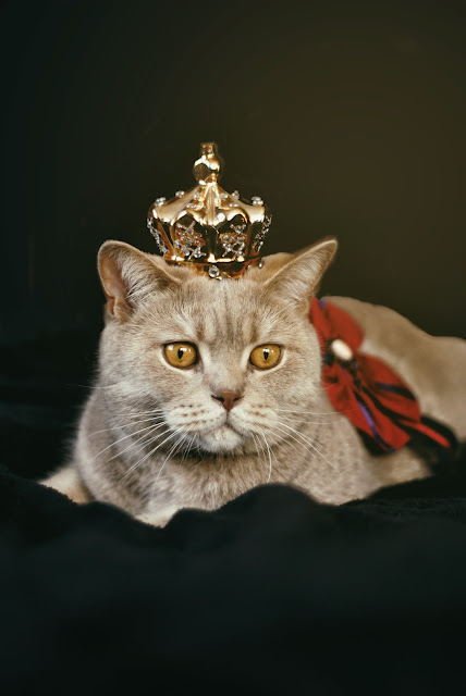 animal pictures animal pictures